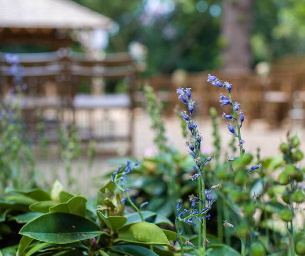 Close up of a flowers with the Outdoor Ceremony Garden in the background. 